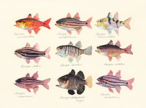 テンジクダイ科の魚たち