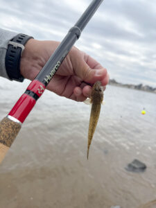 淀川でハゼを釣って食って飲む