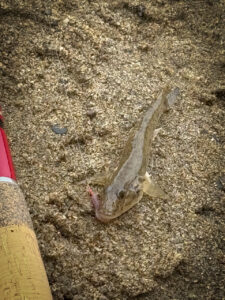 淀川でハゼを釣って食って飲む