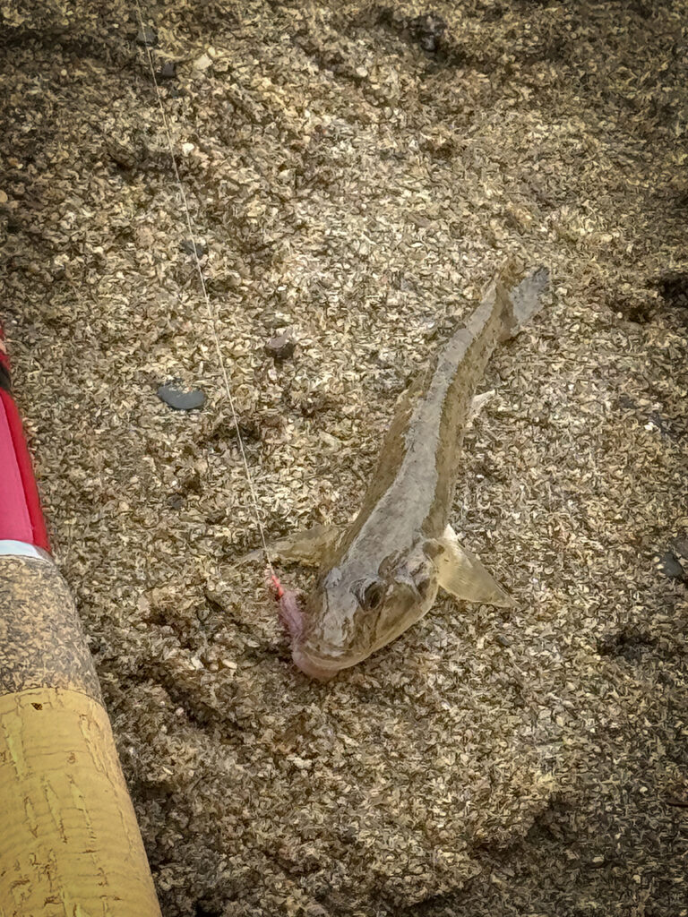 淀川でハゼを釣って食って飲む