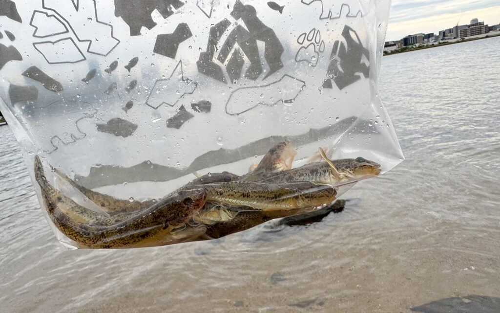 淀川でハゼを釣って食って飲む