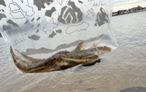 淀川でハゼを釣って食って飲む