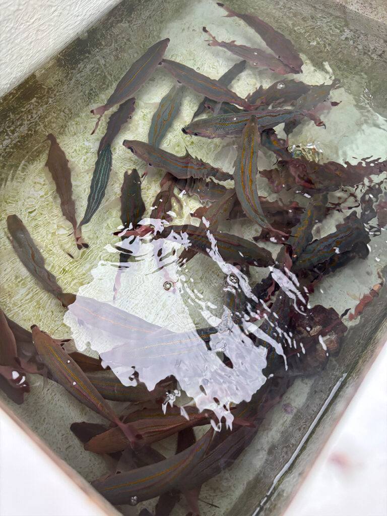 Huercoマガジン - 初めての西表島への挑戦